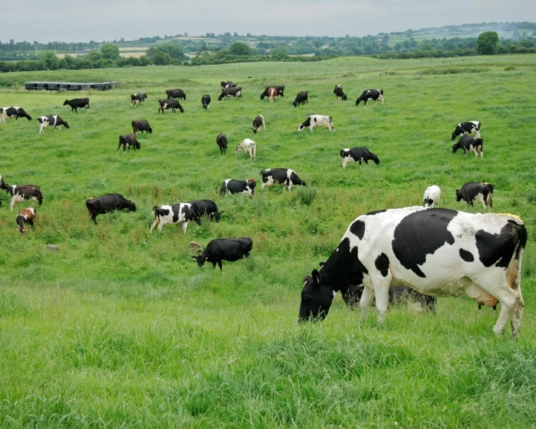 cows in pasture image