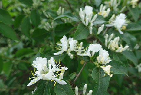 invasive plant removal-image-2