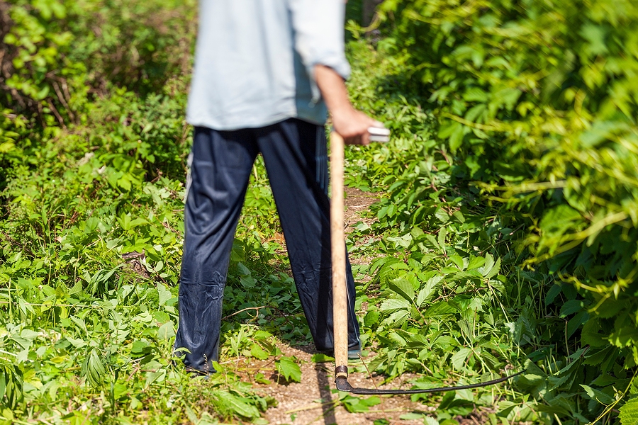 Can You Turn a Brush-Filled Yard Into Grass
