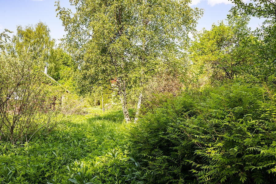 How Do You Reclaim a Vine-Riddled Backyard