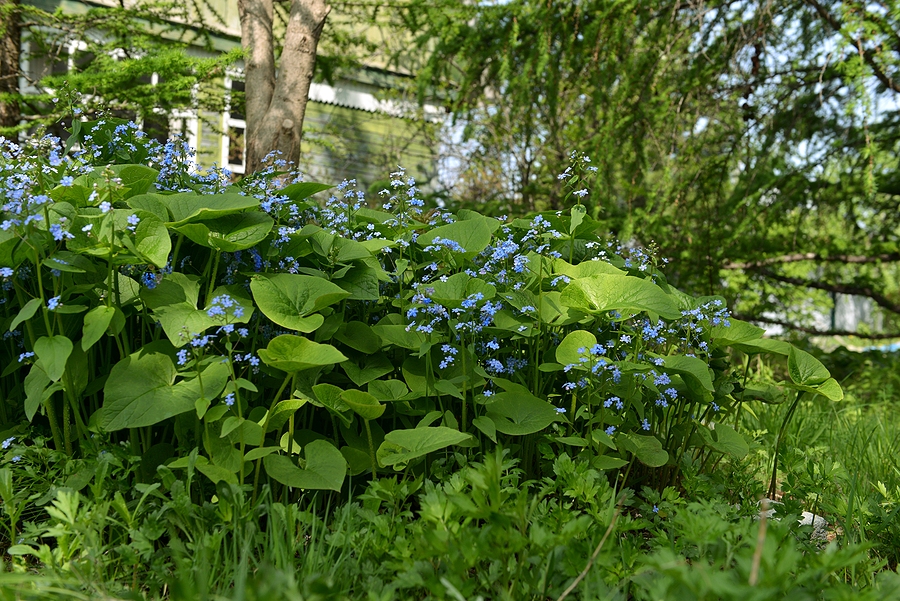 How to Finally Get Rid of Overgrown Vines and Take Your Yard Back