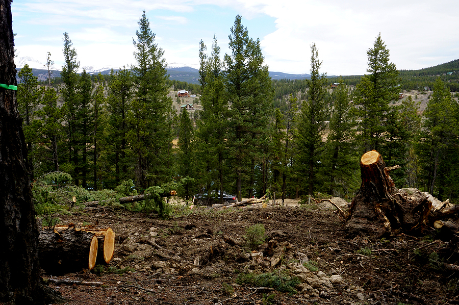 Zoning Delays Caused by Improper Land Clearing