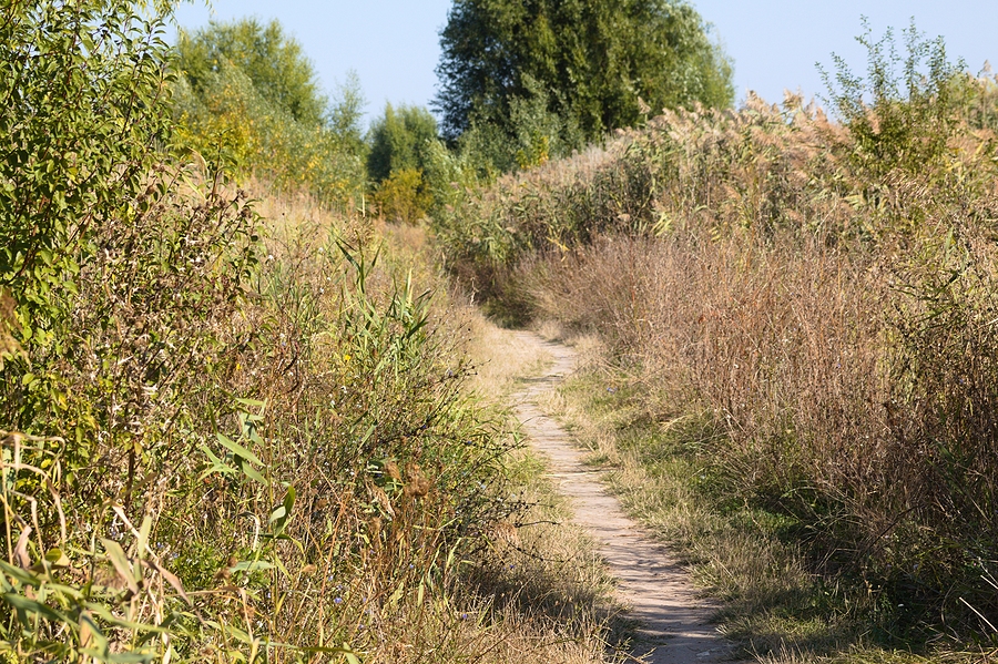 How to Clear Underbrush and Prepare Ground for New Grass