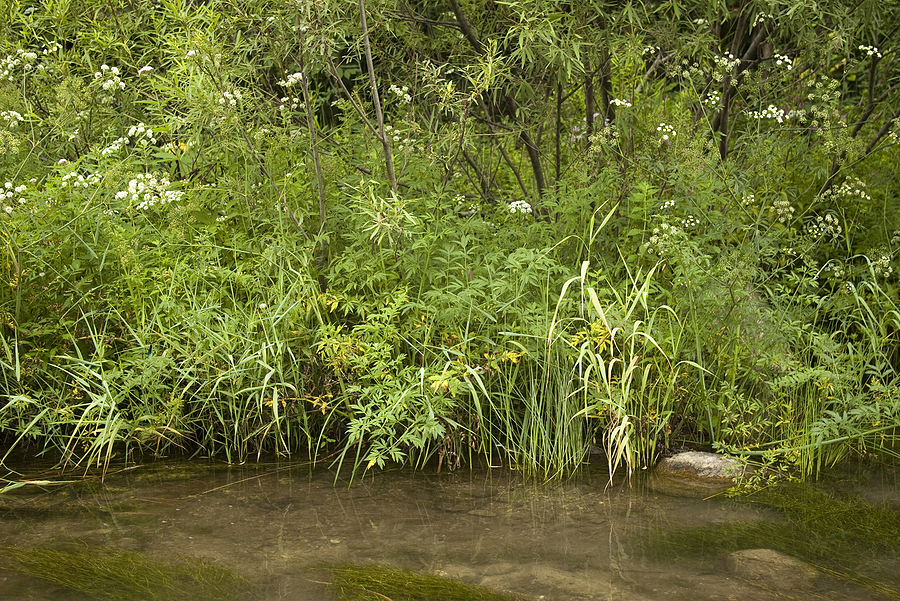 What's the Best Way to Clear Overgrowth Along a Creek Bank or Property Edge?