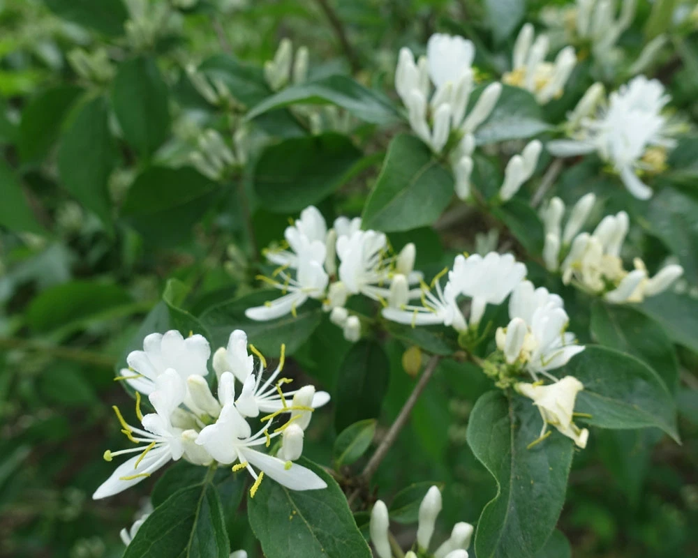 Geo City Invasive Plant Removal
